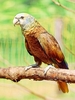Saint Vincent parrot (Amazona guildingi)