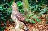 Philippine hawk-eagle (Nisaetus philippensis)