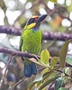 Golden-whiskered barbet (Psilopogon chrysopogon)