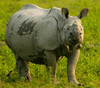 Indian Rhino