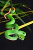 Pope's tree viper (Trimeresurus popeiorum)