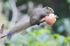 Pallas's squirrel (Callosciurus erythraeus)