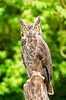 Great horned owl (Bubo virginianus)