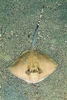 Blue-spotted maskray (Neotrygon kuhlii)