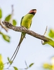 Long-tailed parakeet (Psittacula longicauda)