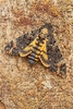 African death's-head hawkmoth (Acherontia atropos)