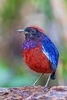 Garnet pitta (Erythropitta granatina)