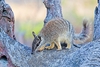 Numbat