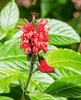 Javan sunbird (Aethopyga mystacalis)