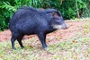 White-lipped peccary (Tayassu pecari)