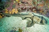 Port Jackson shark