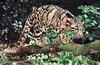 Clouded leopard (Neofelis nebulosa)