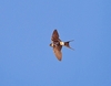 Red-rumped swallow (Cecropis daurica)