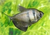 Black tetra (Gymnocorymbus ternetzi)