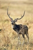 Chital (Axis axis)