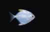 Diamondfish (Monodactylus argenteus)
