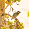 Coppersmith barbet (Psilopogon haemacephalus)