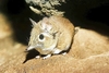 Rufous elephant shrew (Galegeeska rufescens)