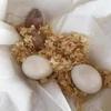 Fertilized Parrot Eggs for Hatching