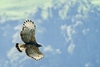 Black-and-chestnut eagle (Spizaetus isidori)