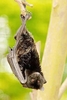 Livingstone's flying fox (Pteropus livingstonii)