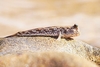 Gold-spotted mudskipper (Periophthalmus chrysospilos)