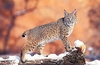 Bobcat (Felis rufus)