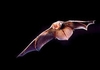 Eastern red bat (Lasiurus borealis)