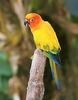 Sun conure (Aratinga solstitialis)