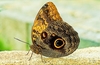 Brazilian owl butterfly (Caligo brasiliensis)