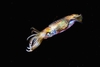 Bigfin reef squid (Sepioteuthis lessoniana)