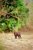 Calamian deer (Axis calamianensis)