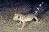 Frog-eyed gecko (Teratoscincus scincus)