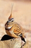 Spinifex pigeon (Geophaps plumifera)