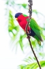 Collared lory (Vini solitaria)