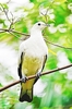 Pied imperial pigeon (Ducula bicolor)