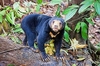 Sun bear