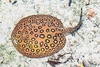 Ocellate river stingray (Potamotrygon motoro)