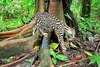 Ocelot (Felis pardalis)