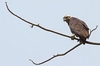 Solitary eagle (Buteogallus solitarius)