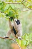 Pileated gibbon (Hylobates pileatus)