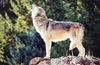 Grey wolf (Canis lupus)