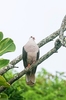 Pink pigeon (Nesoenas mayeri)