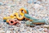 Ring-necked snake (Diadophis punctatus)