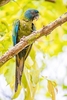 Blue-headed macaw (Primolius couloni)