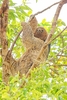 Maned sloth (Bradypus torquatus)