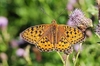 Spotted fritillary (Melitaea didyma)