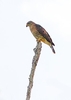 Southern banded snake eagle (Circaetus fasciolatus)