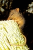 Honey possum (Tarsipes rostratus)