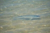 Atlantic menhaden (Brevoortia tyrannus)